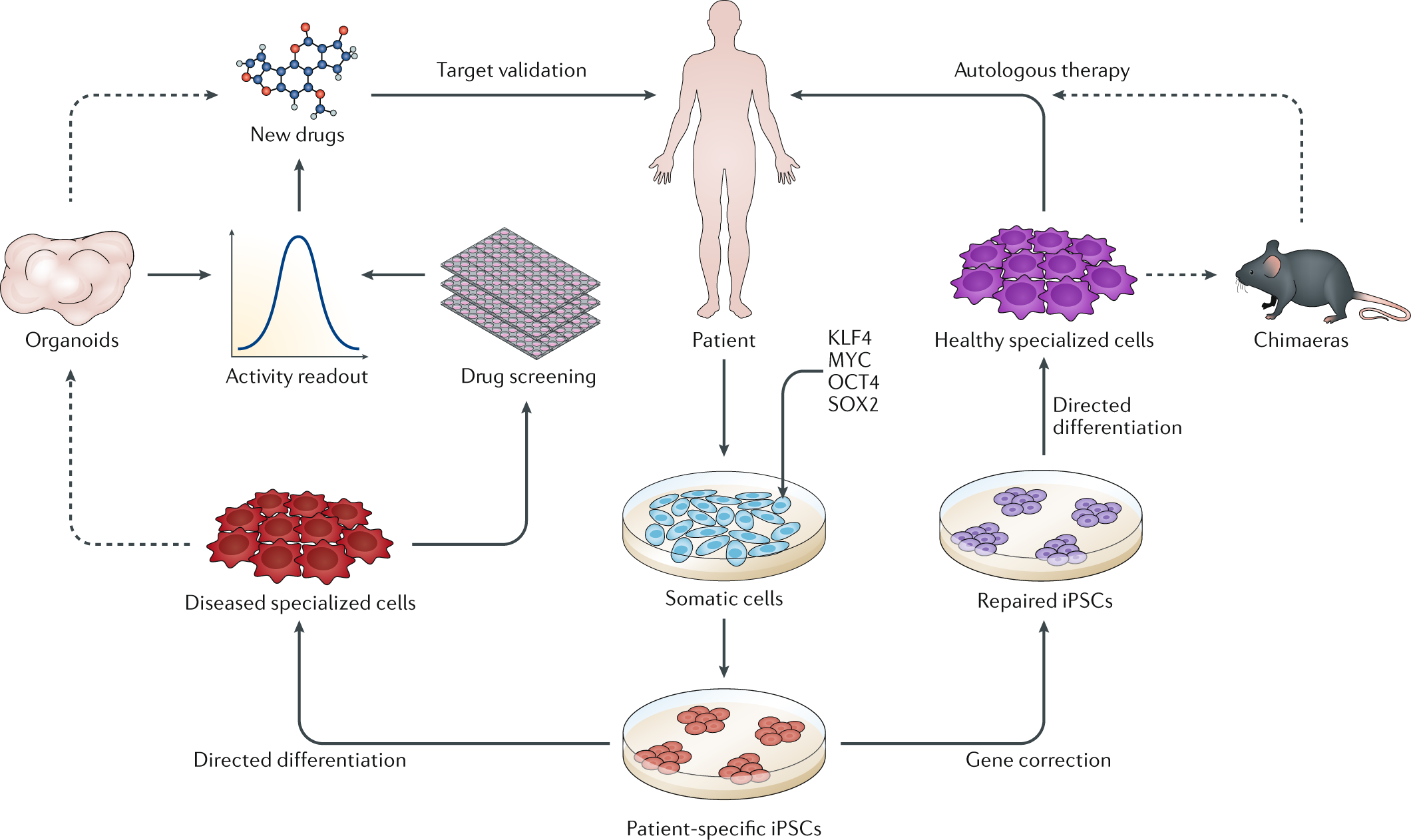 Induced pluripotent stem cells in disease modelling and drug discovery |  Nature Reviews Genetics