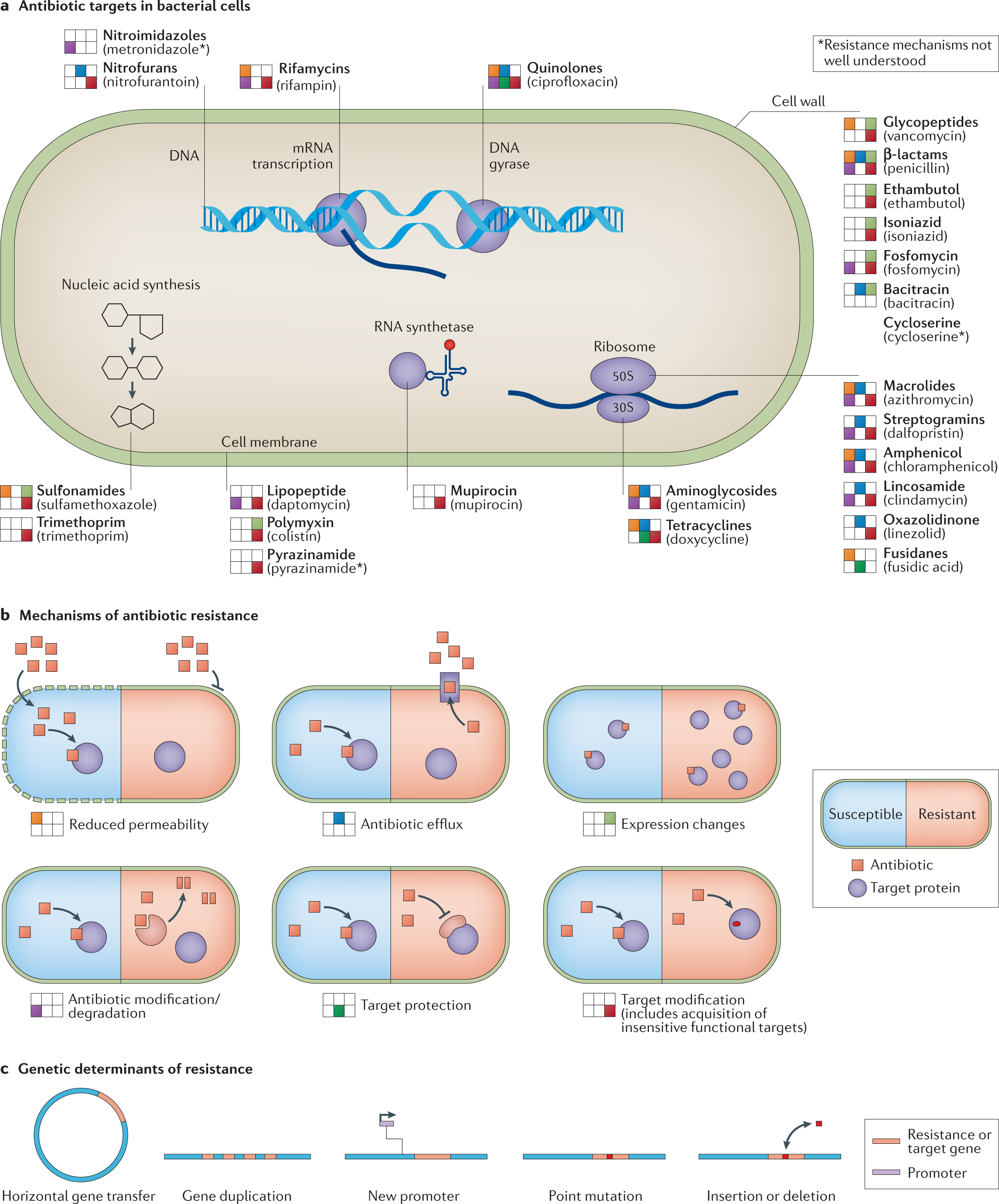 Antibacterial activity and antibiotic-modifying action of