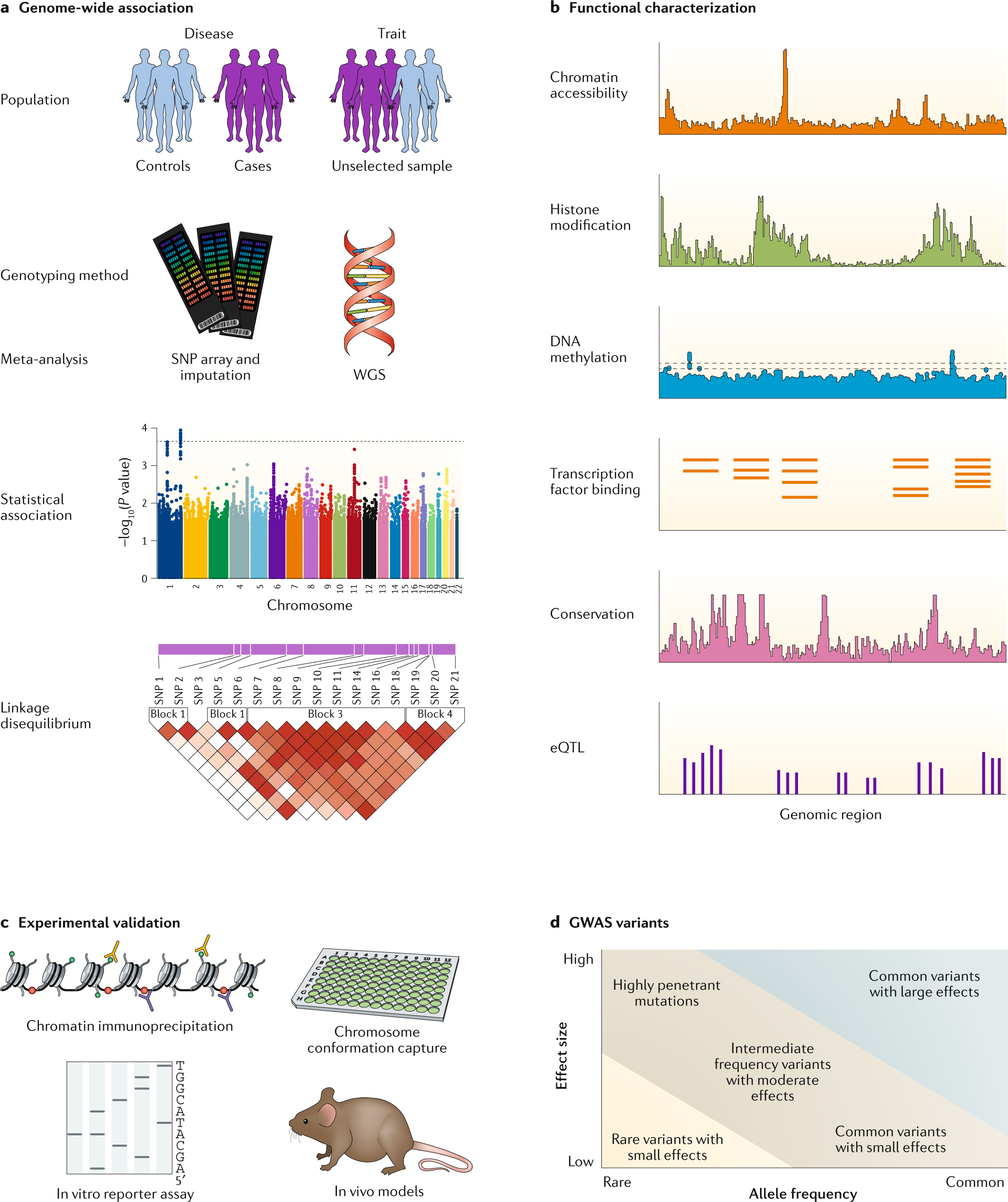Benefits And Limitations Of Genome Wide Association Studies Nature Reviews Genetics