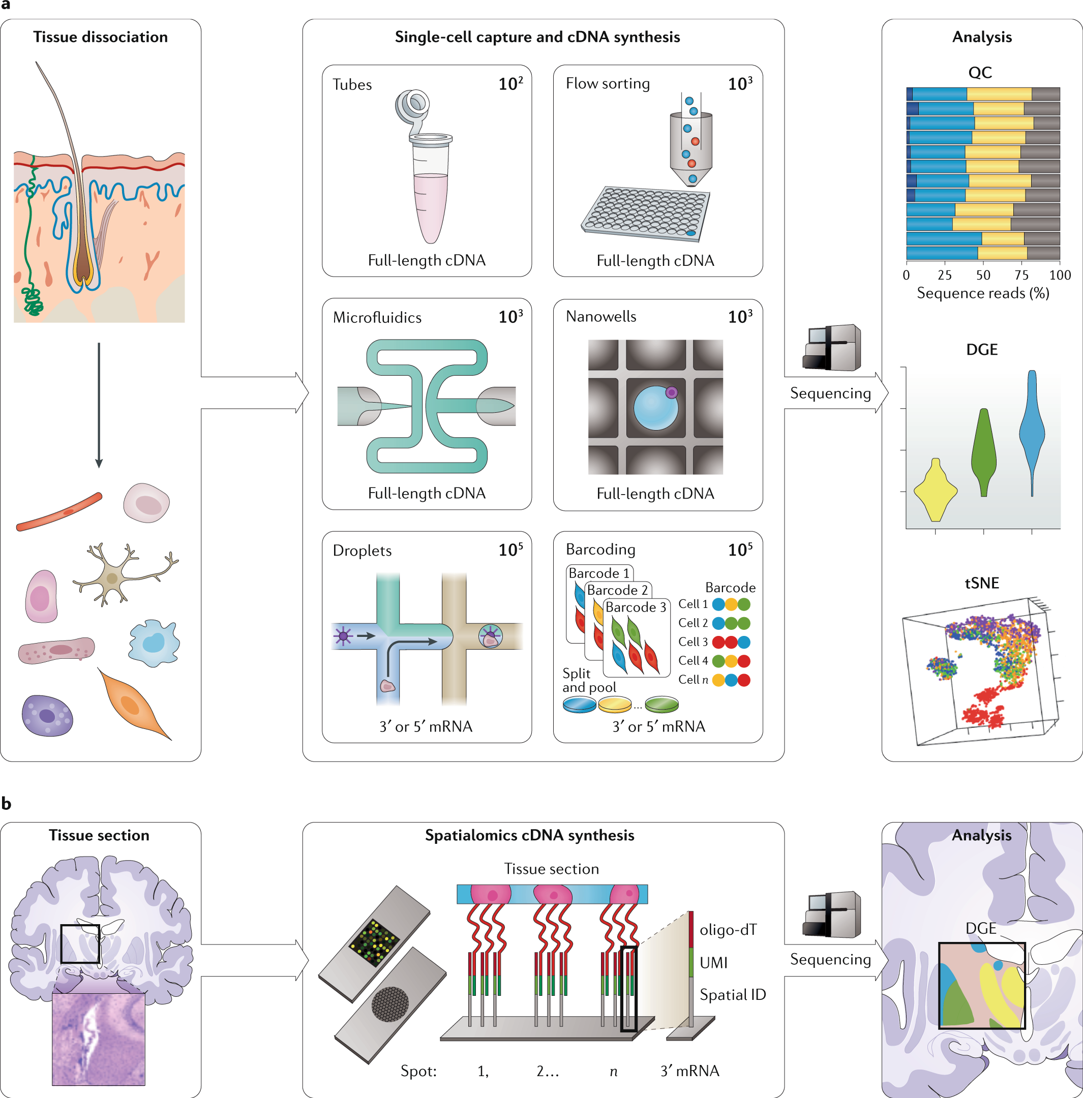 Single-cell and spatial RNA sequencing concepts