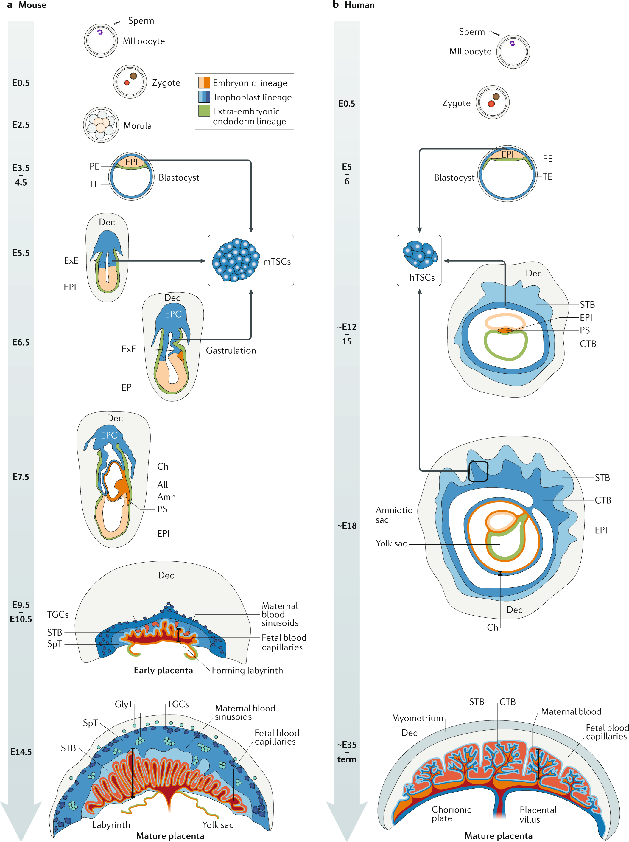 Mechanisms of early placental development in mouse and humans | Nature  Reviews Genetics