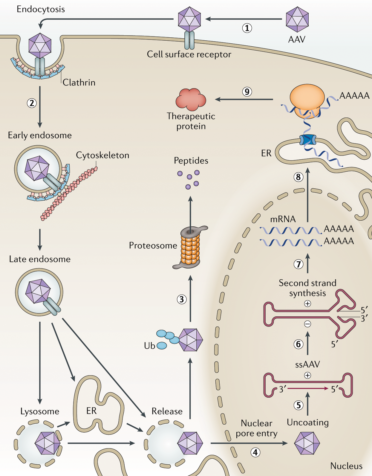 Dual Purpose Vectors for Rare Neurological Diseases: Molecular Therapy