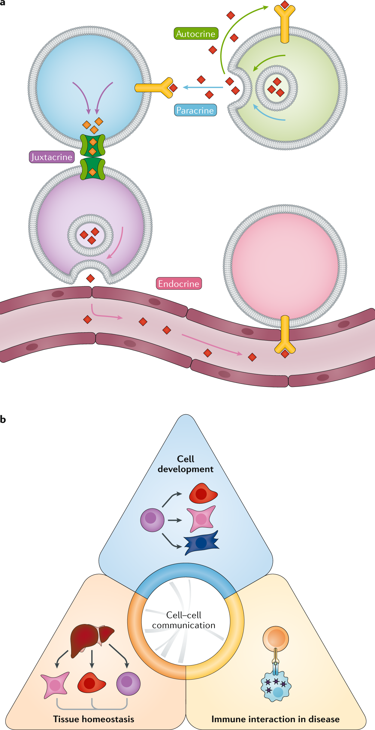 Deciphering Spatial Protein–Protein Interactions in Brain Using