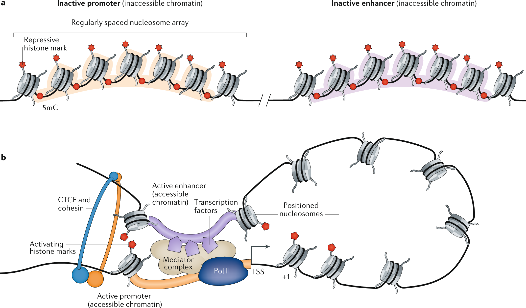 The Epigenetic Basis Of Cellular Heterogeneity Nature Reviews Genetics The Epigenetic Basis Of Cellular Heterogeneity Nature Reviews Genetics