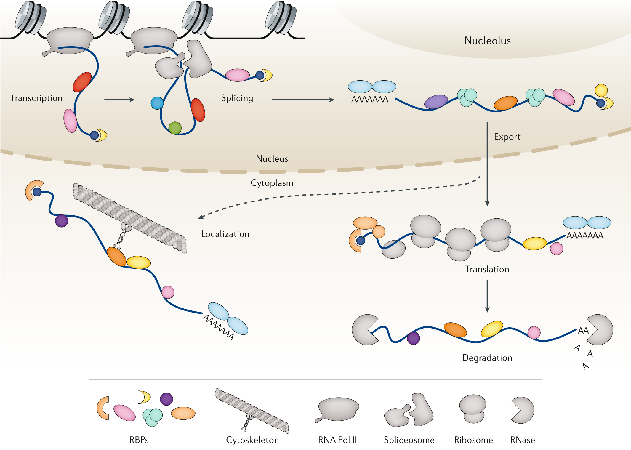 RNA-binding proteins in human genetic disease | Nature Reviews Genetics