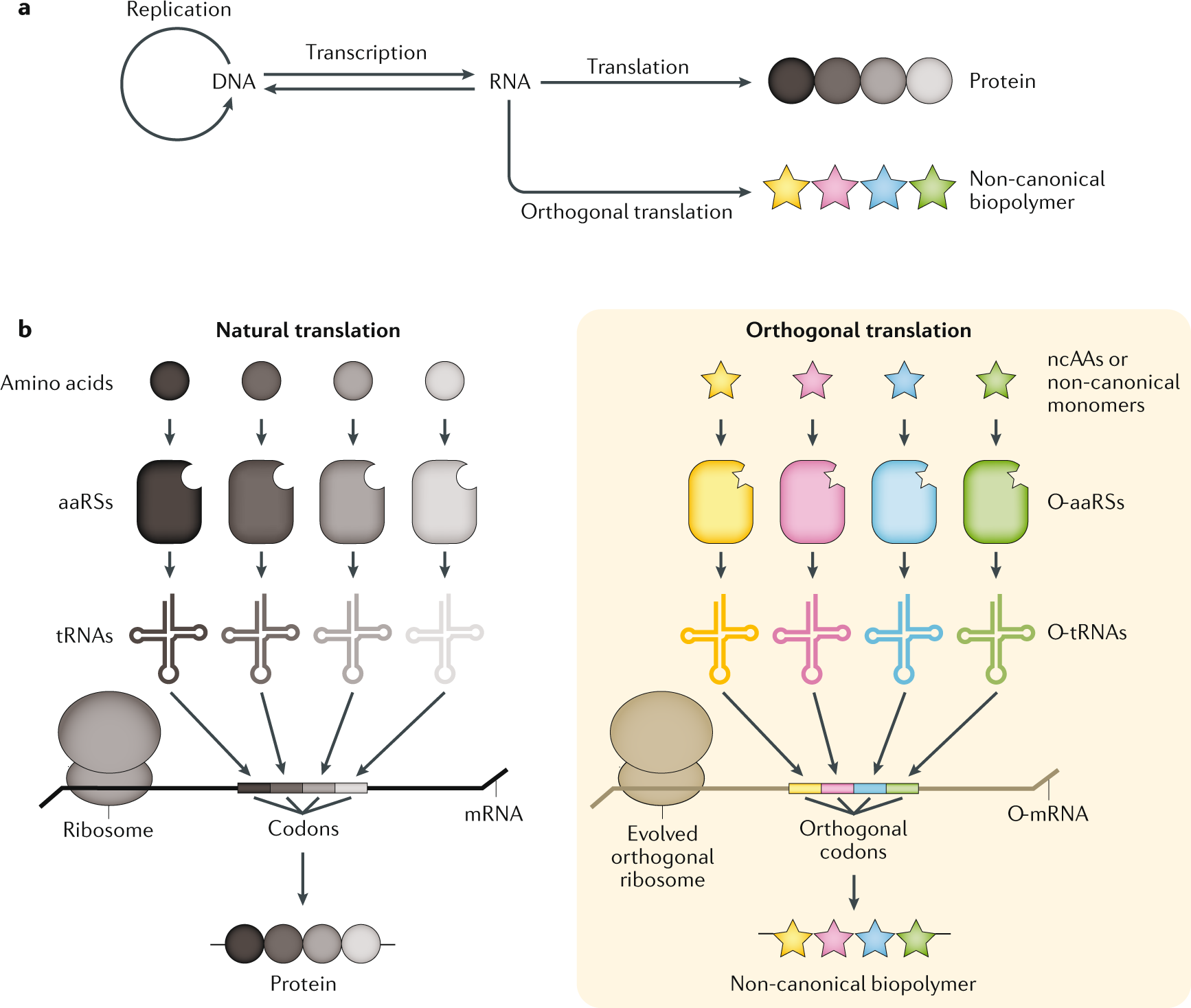 Reprogramming The Genetic Code Nature Reviews Genetics Reprogramming The Genetic Code Nature Reviews Genetics
