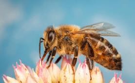 Modified bugs boost bee health | Nature Reviews Genetics