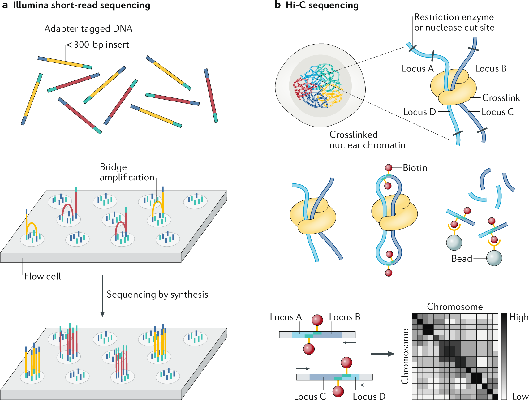 Long Read Human Genome Sequencing And Its Applications Nature