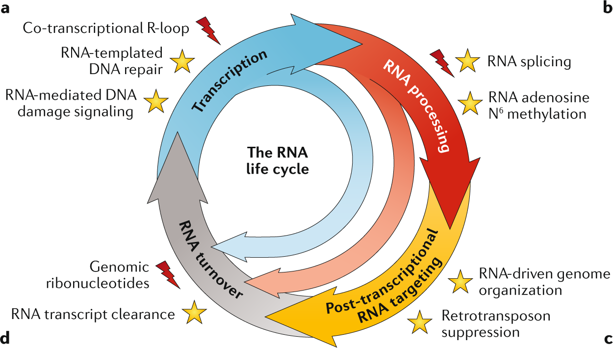 RNA: a double-edged sword in genome maintenance | Nature Reviews Genetics