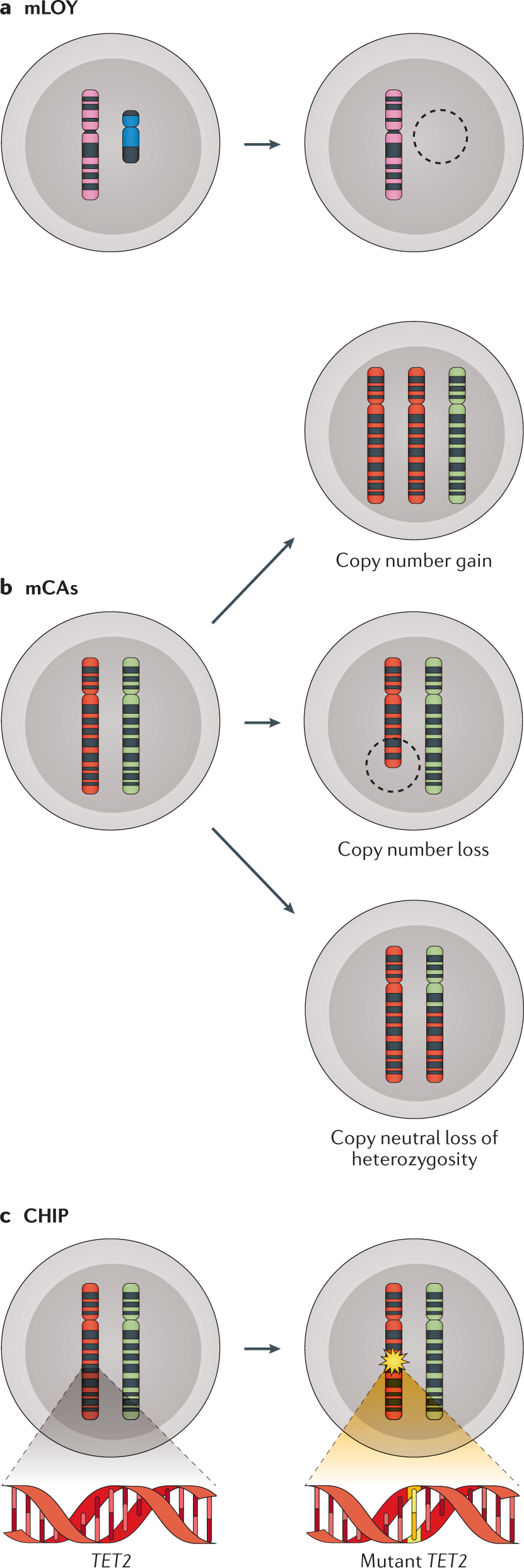 Distinction of lymphoid and myeloid clonal hematopoiesis