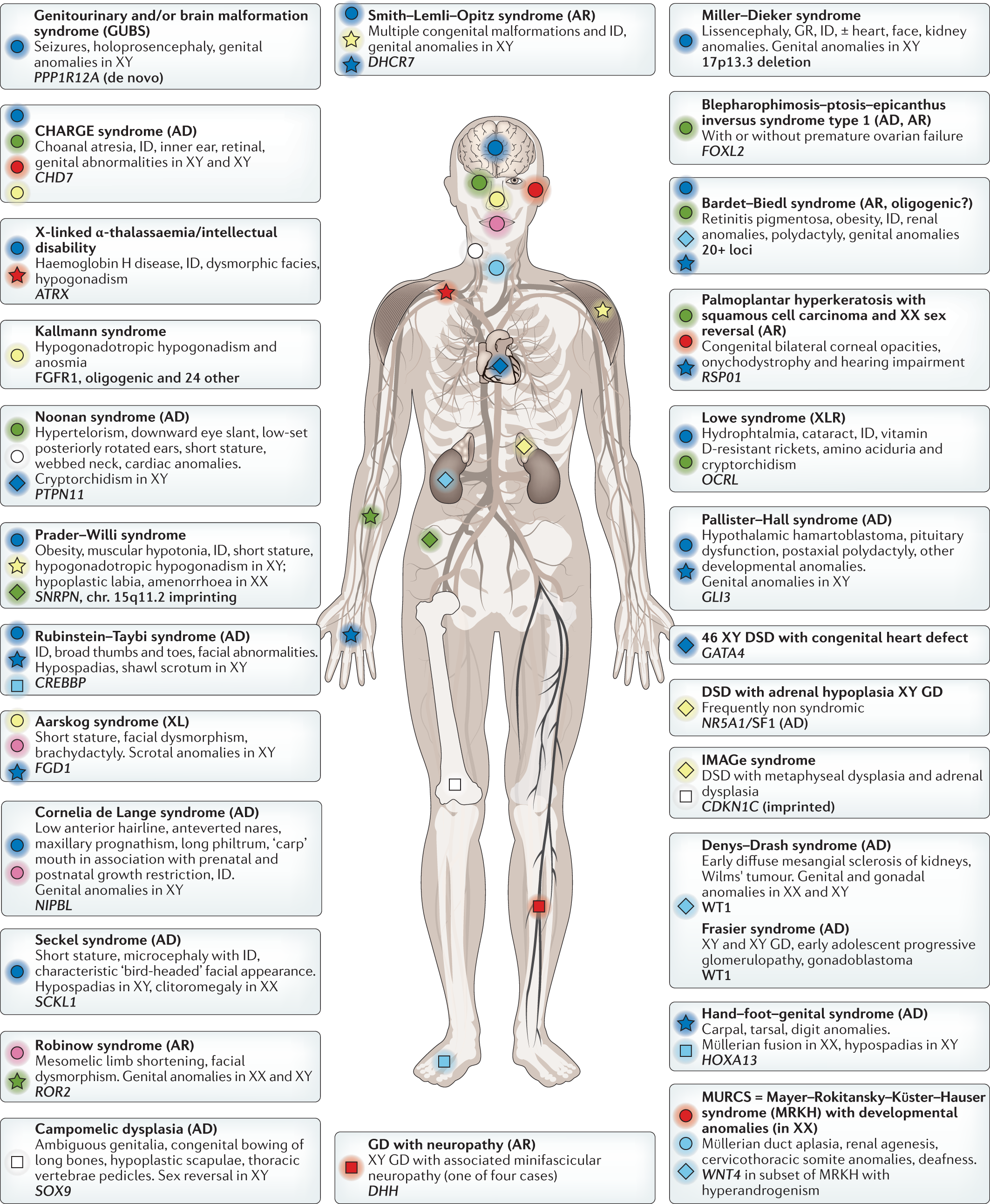 Towards improved genetic diagnosis of human differences of sex development Nature Reviews Genetics