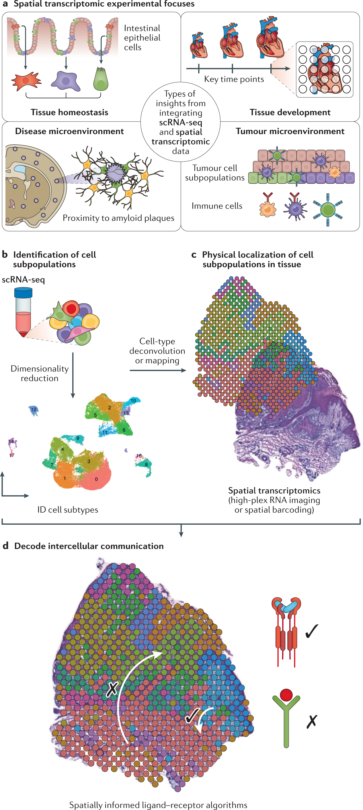 Spatially resolved transcriptomics: advances and applications