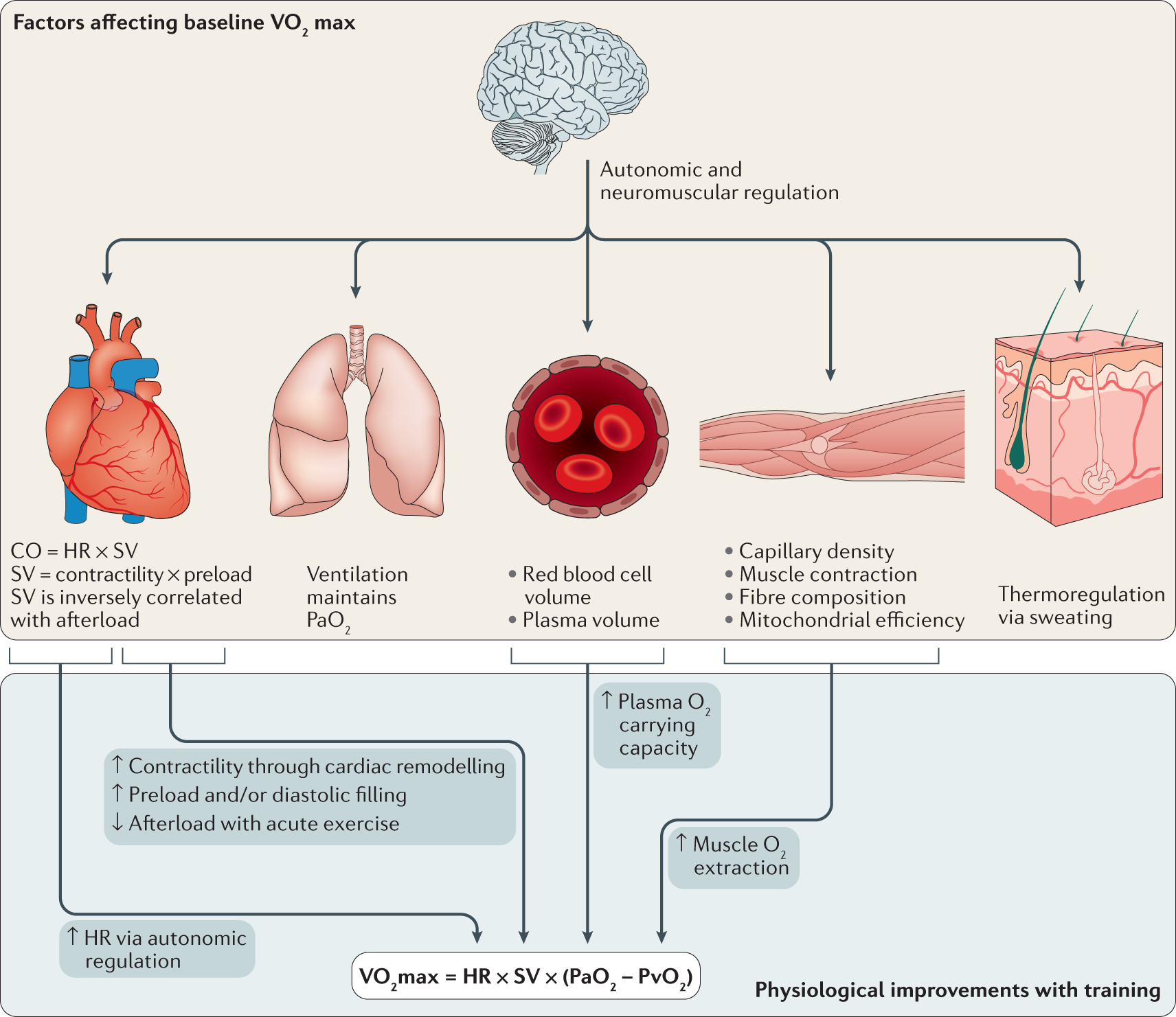 Fremme når som helst Magtfulde The genetics of human performance | Nature Reviews Genetics