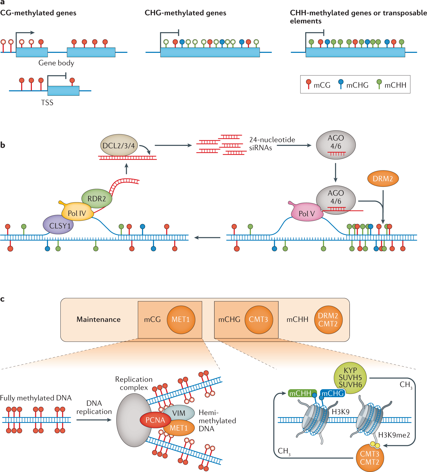 Epigenome Plasticity In Plants Nature Reviews Genetics Epigenome Plasticity In Plants Nature Reviews Genetics
