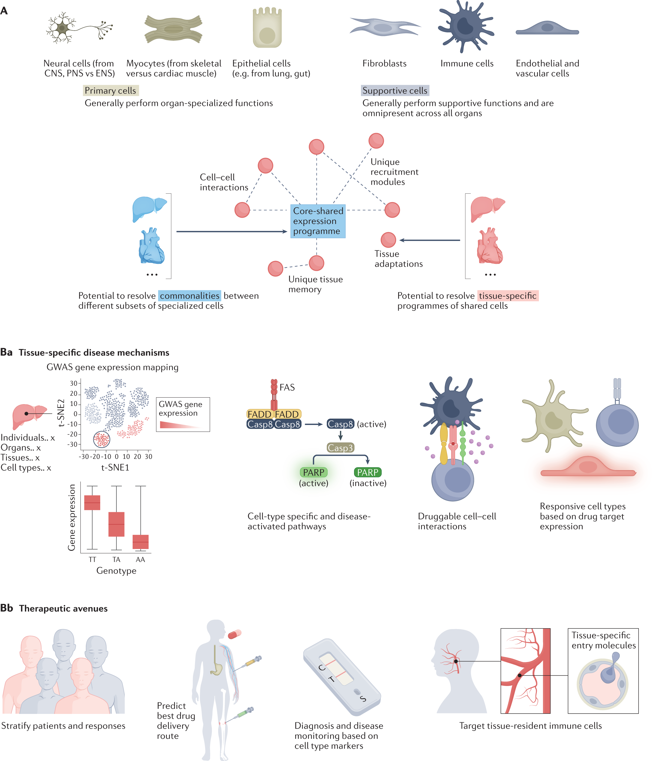 Distinct genomic routes underlie transitions to specialised