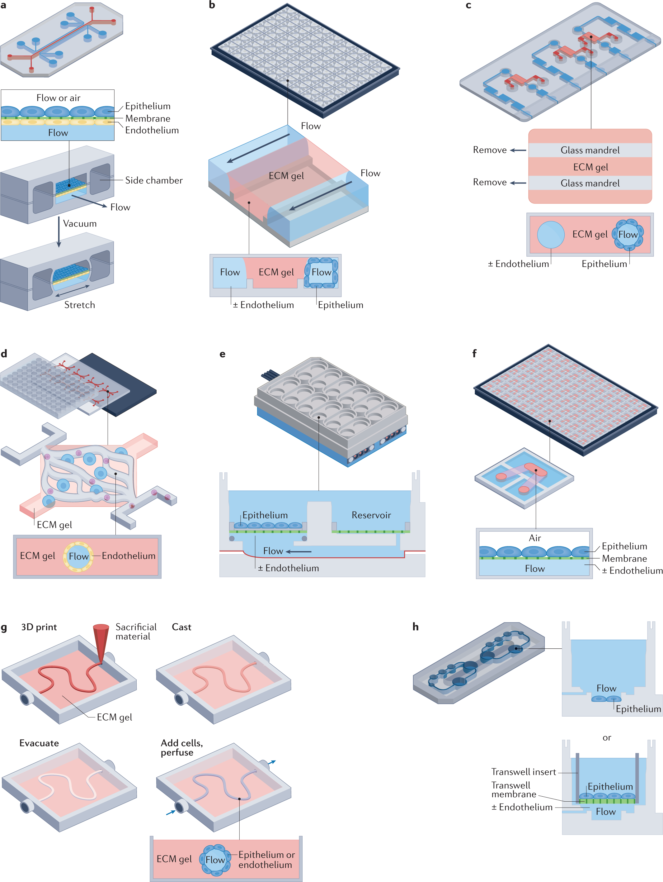 Human organs-on-chips for disease modelling, drug development and