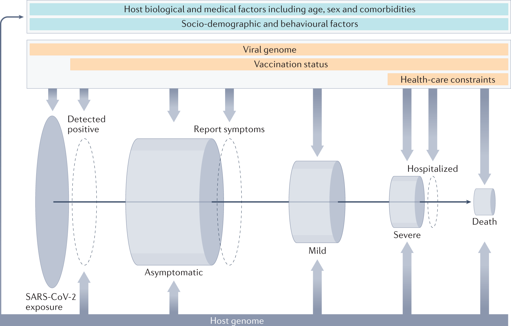 Mapping the human genetic architecture of COVID-19