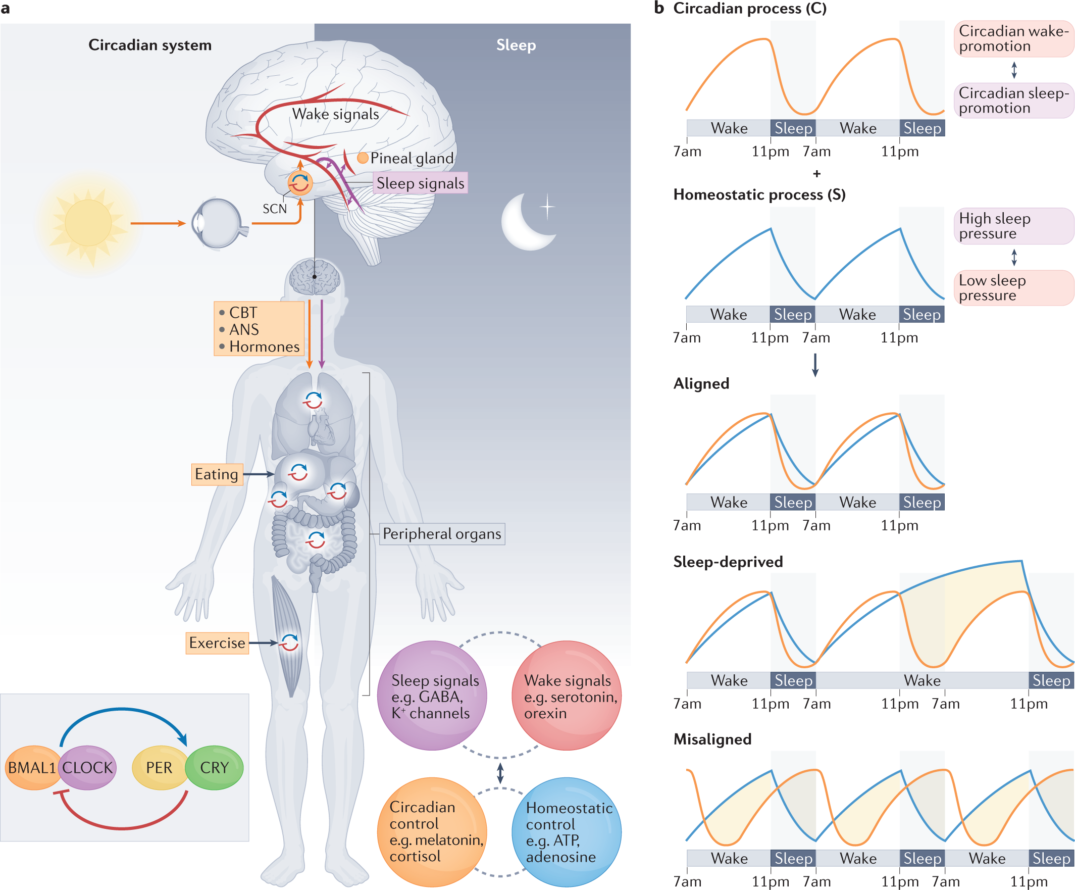 Genetics of circadian rhythms and sleep in human health and disease |  Nature Reviews Genetics