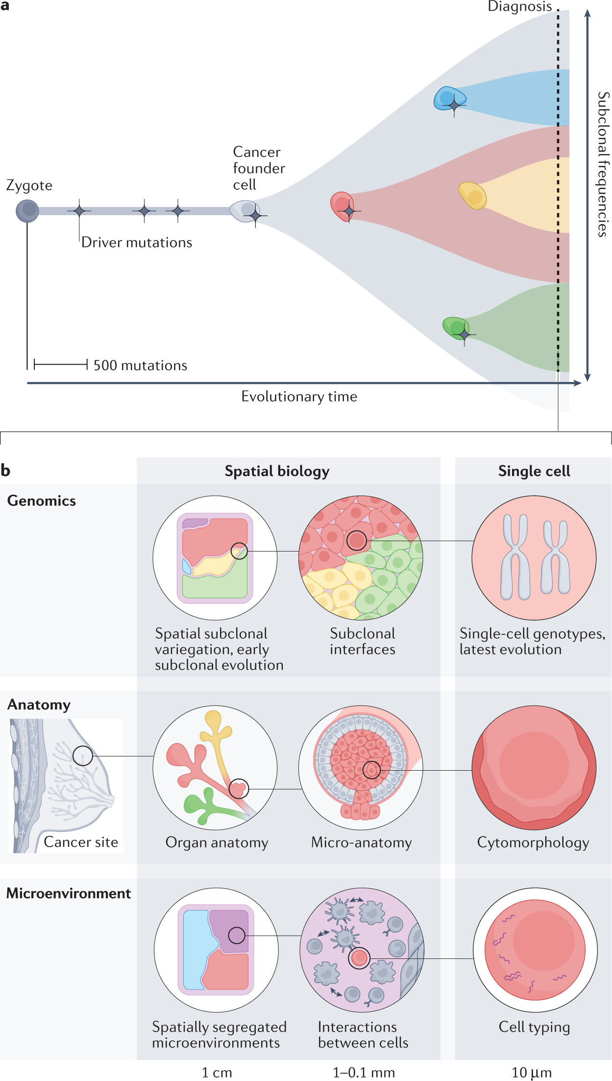 Spatial biology of cancer evolution | Nature Reviews Genetics