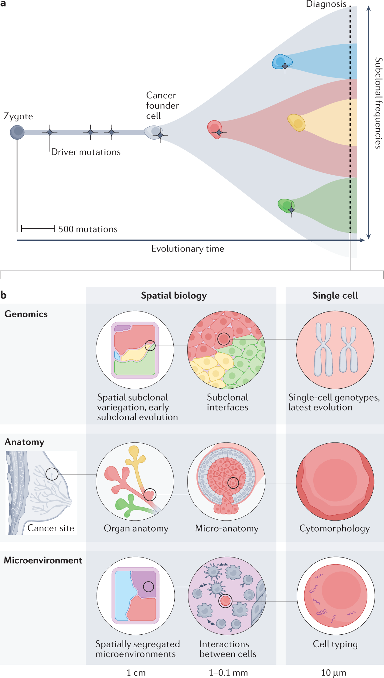 The impact of local genomic properties on the evolutionary fate of genes