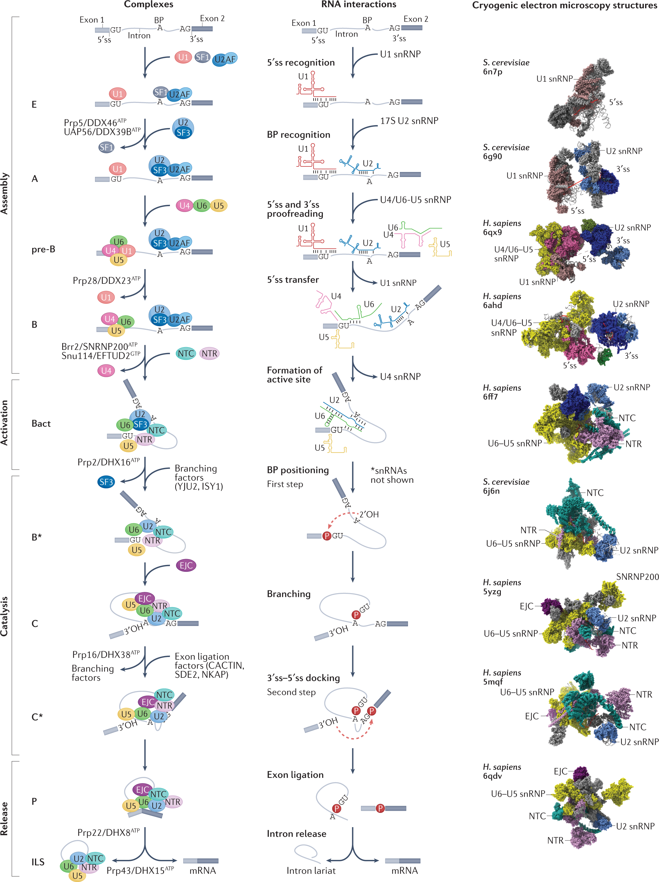 Regulation of pre-mRNA splicing: roles in physiology and disease