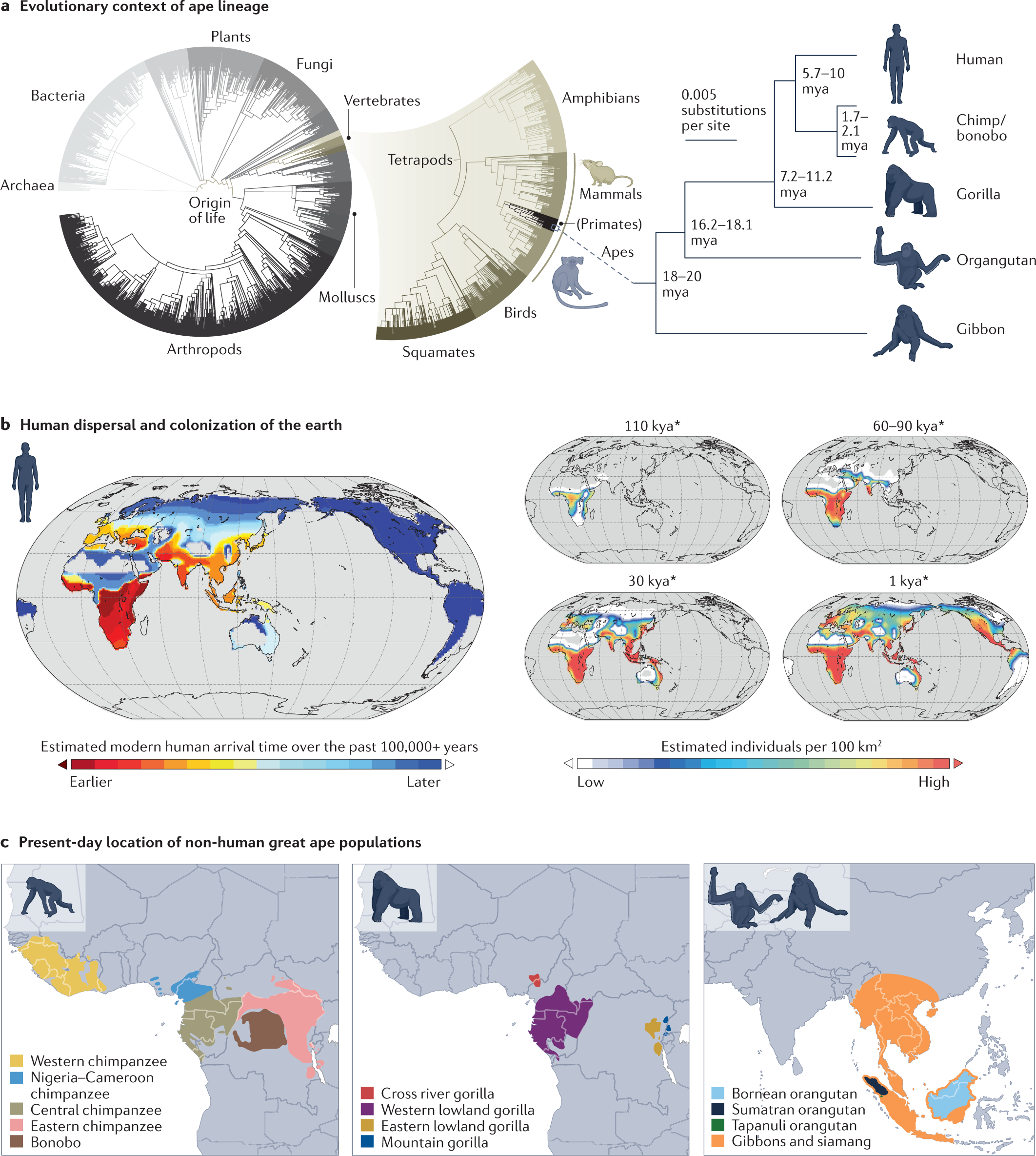 Frontiers  Ethical layering in AI-driven polygenic risk scores—New  complexities, new challenges