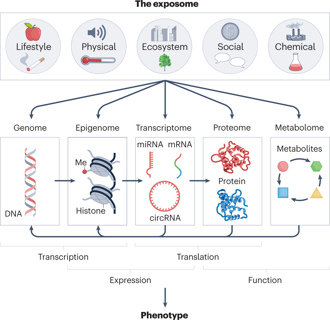 Molecular mechanisms of environmental exposures and human disease | Nature  Reviews Genetics