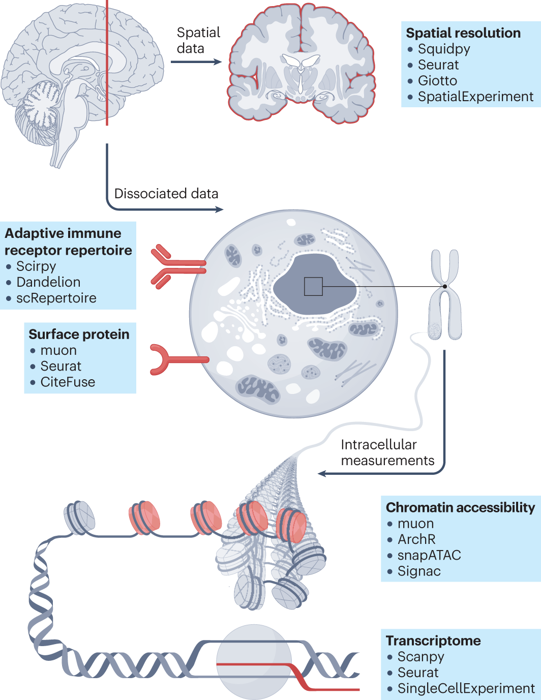 Precise identification of cell states altered in disease using healthy  single-cell references