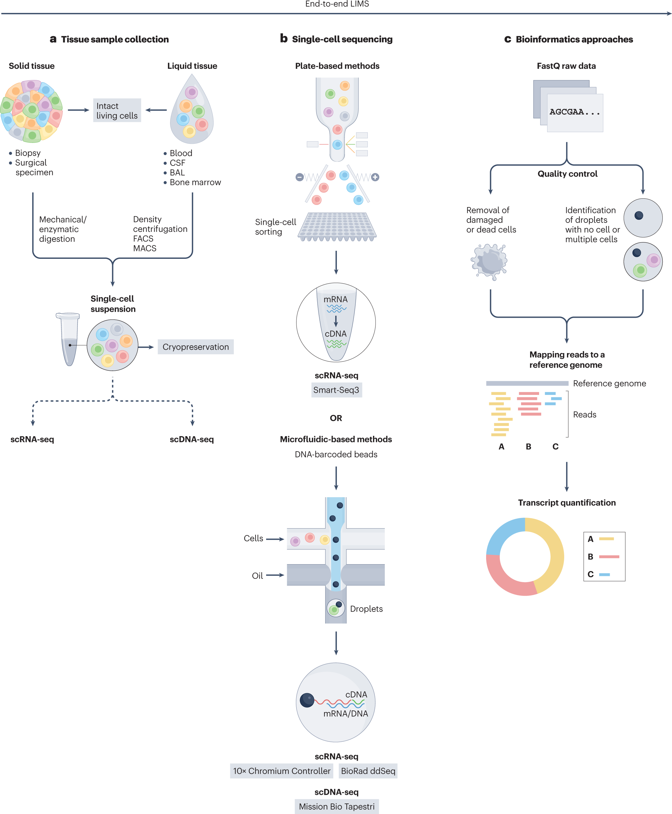 Distinct genomic routes underlie transitions to specialised