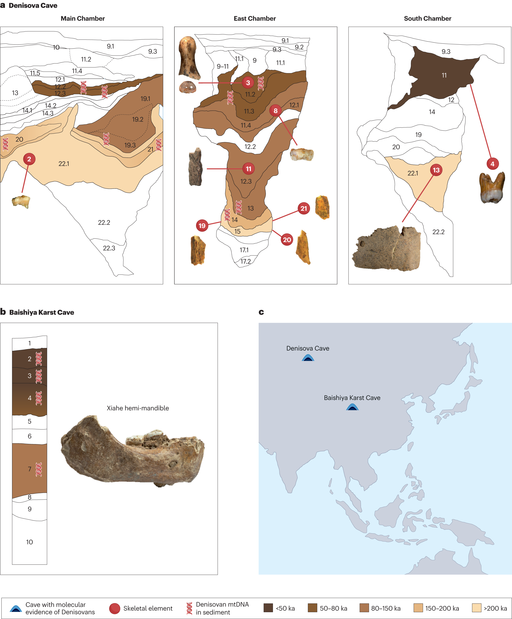 More than a decade of genetic research on the Denisovans Nature Reviews Genetics pic