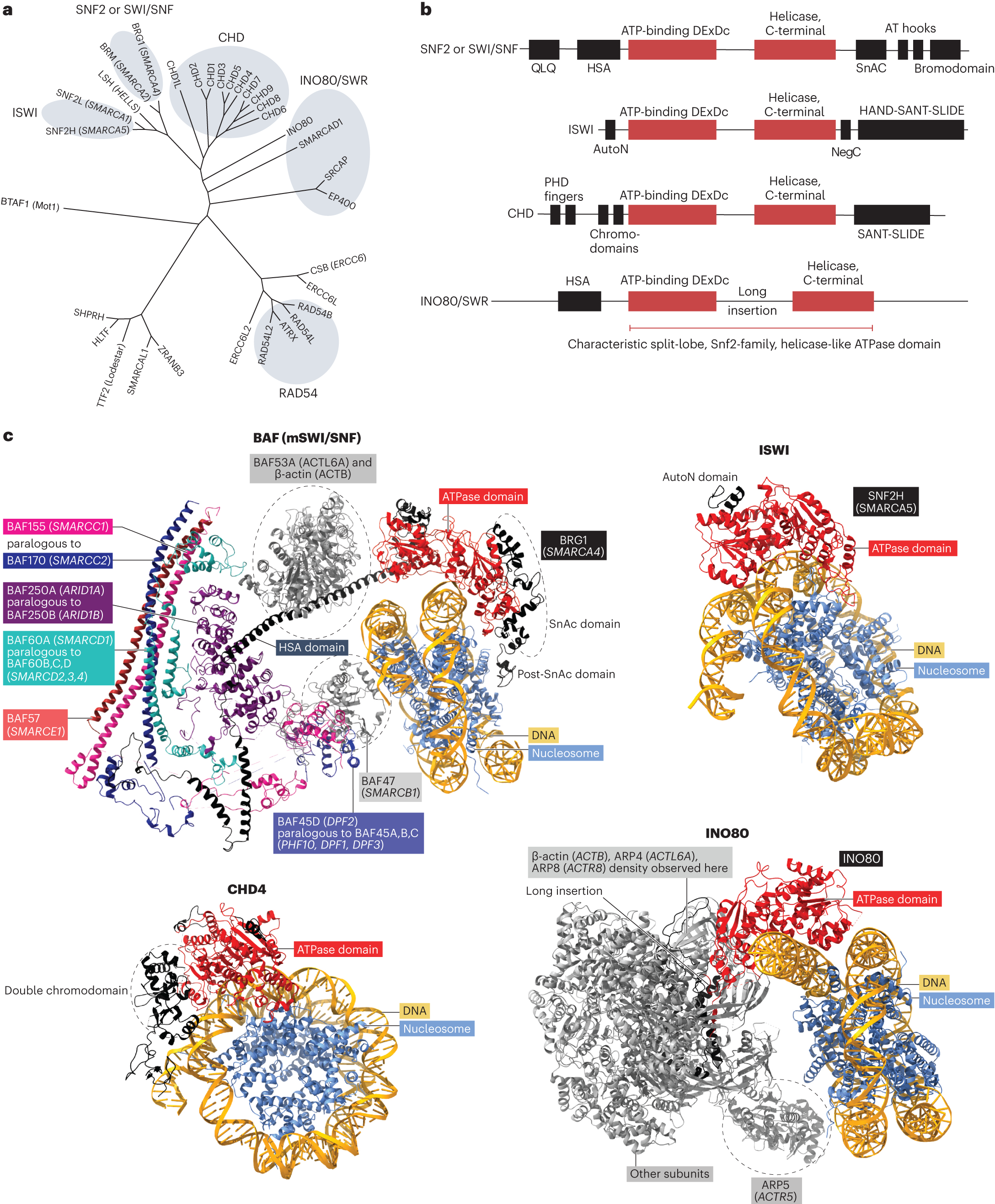 Context-specific functions of chromatin remodellers in development and  disease