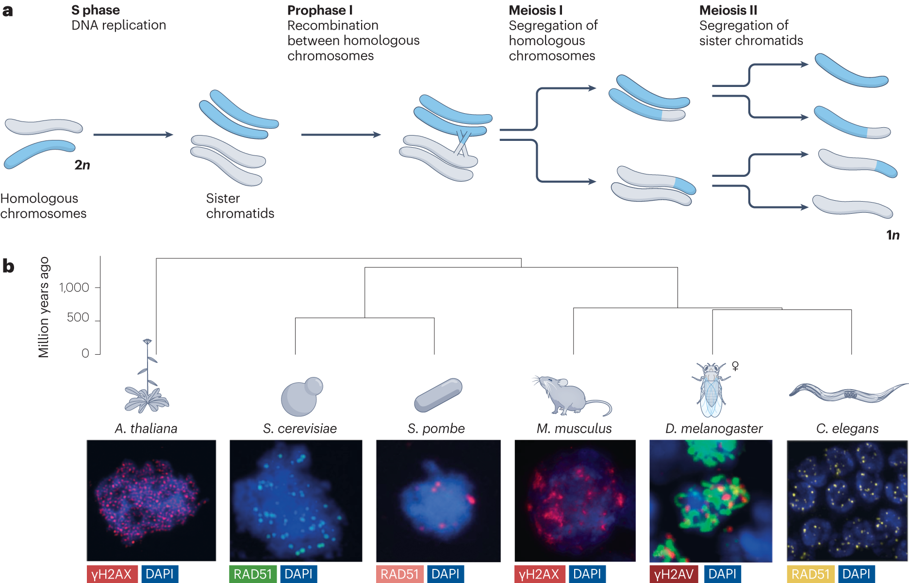 Dominance-based crossover in human genetics (for the feature Height)