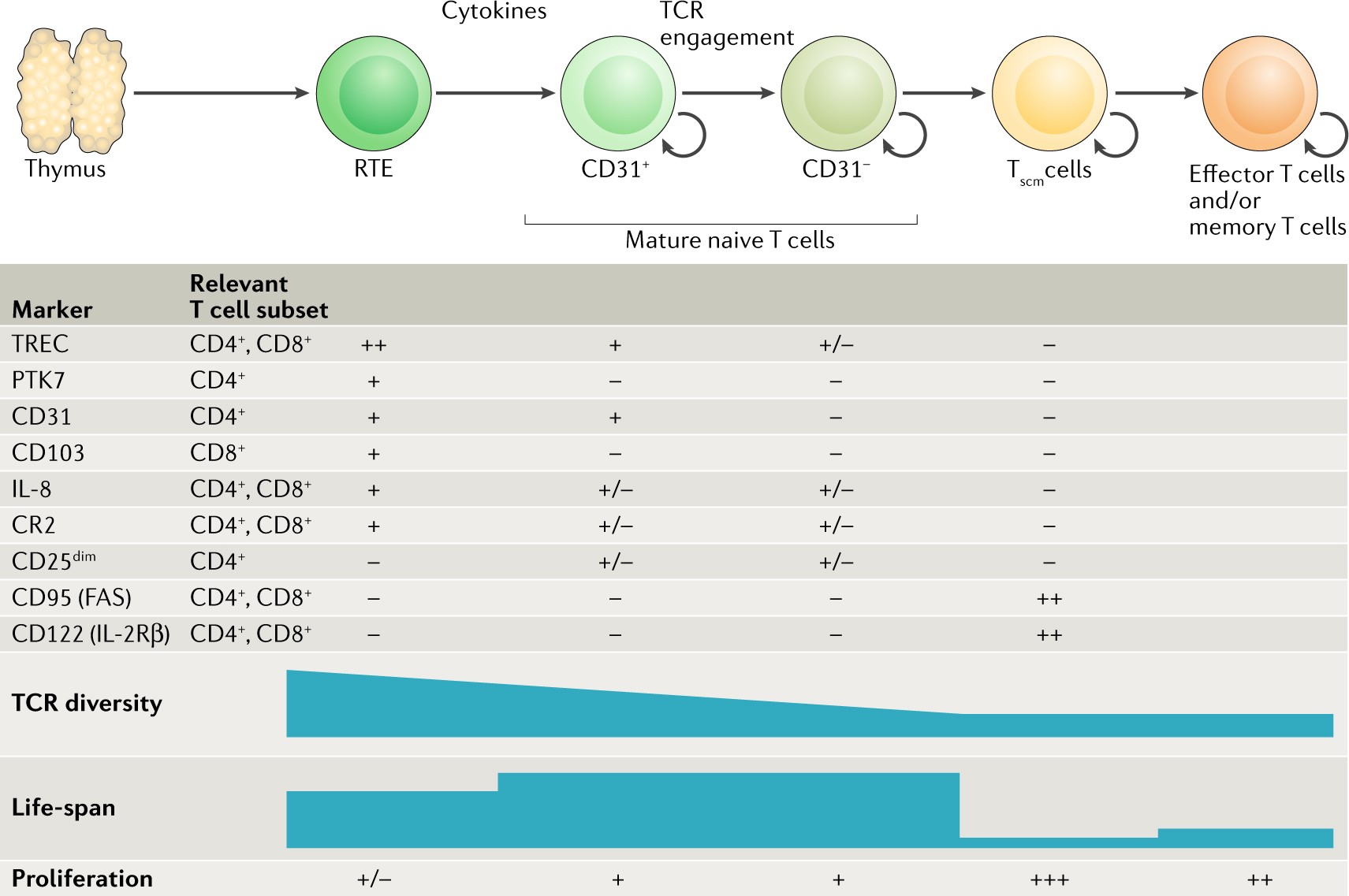 The full spectrum of human naive T cells | Nature Reviews Immunology