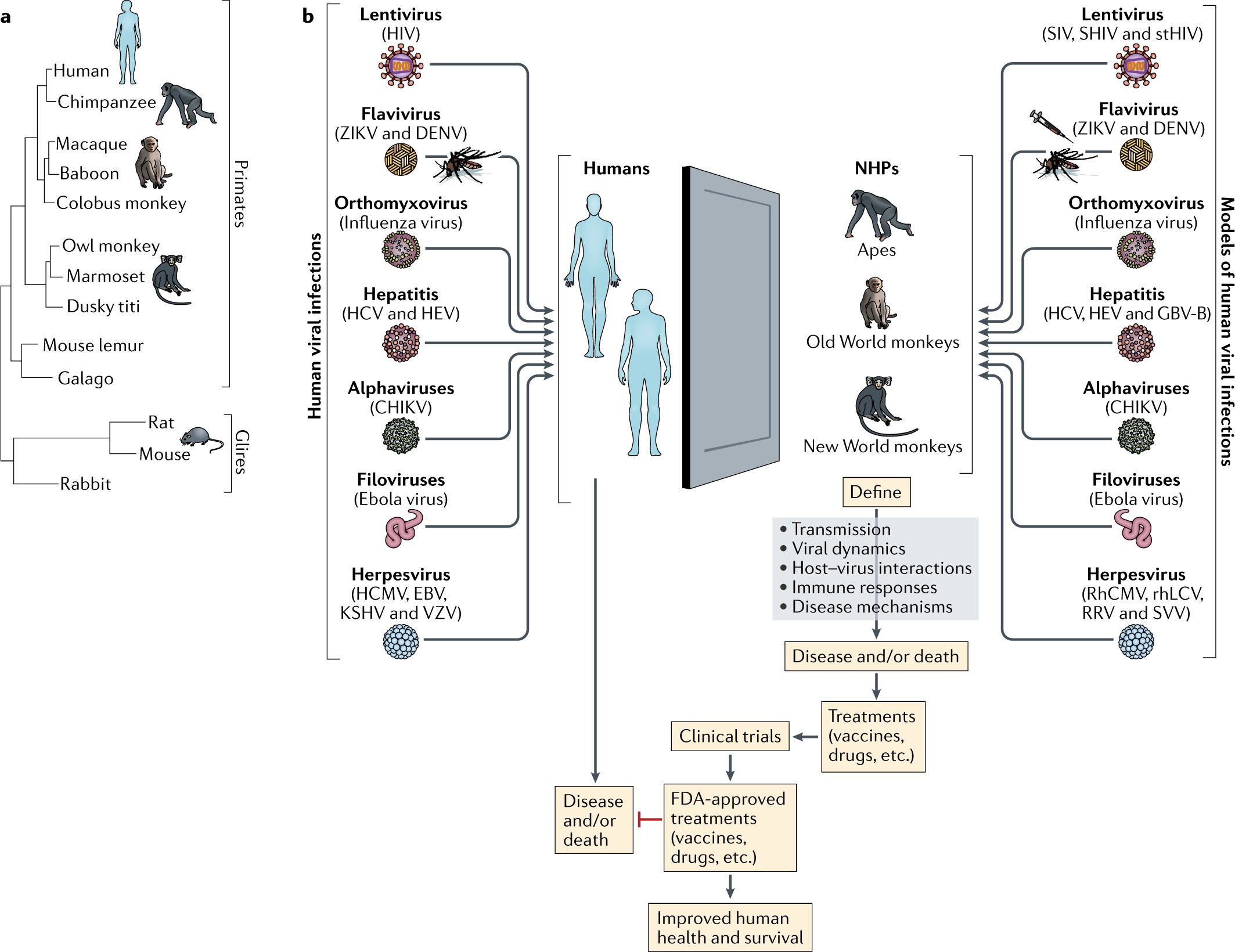 Nonhuman primate models of human viral infections | Nature Reviews  Immunology