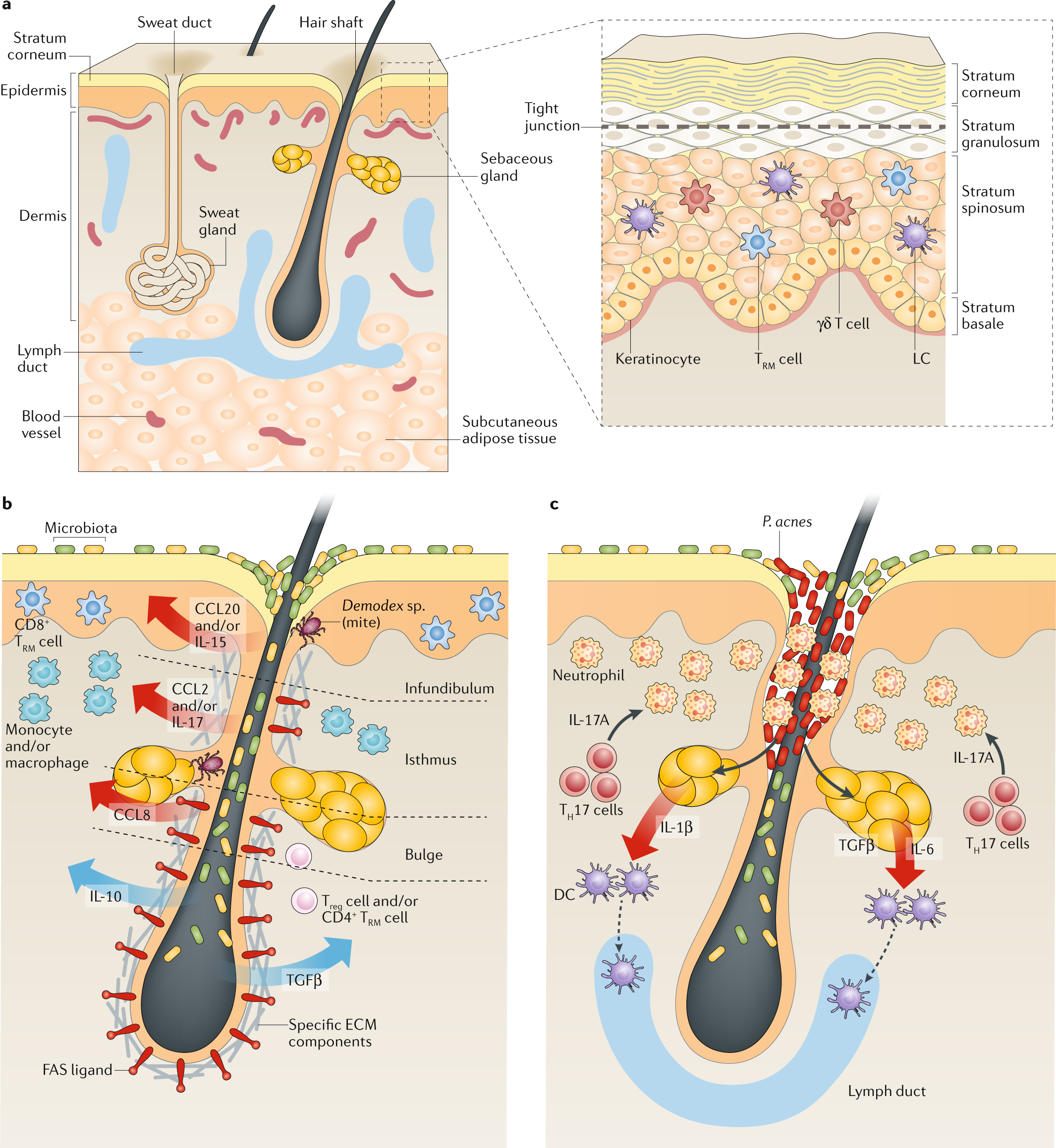 Immune System May Play Crucial Role In >> The Immunological Anatomy Of The Skin Nature Reviews Immune System May Play Crucial Role In >> The Immunological Anatomy Of The Skin Nature Reviews