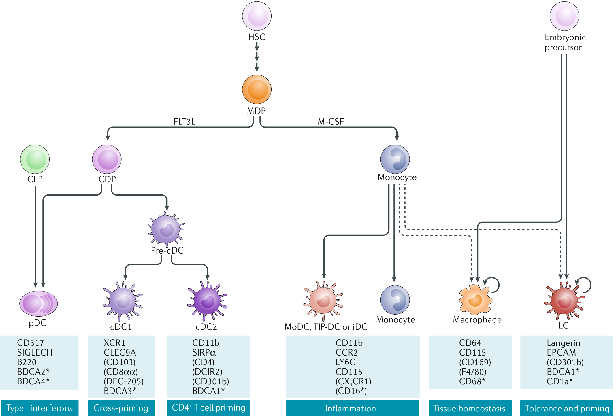 Dendritic cell subsets in T cell programming: location dictates function |  Nature Reviews Immunology