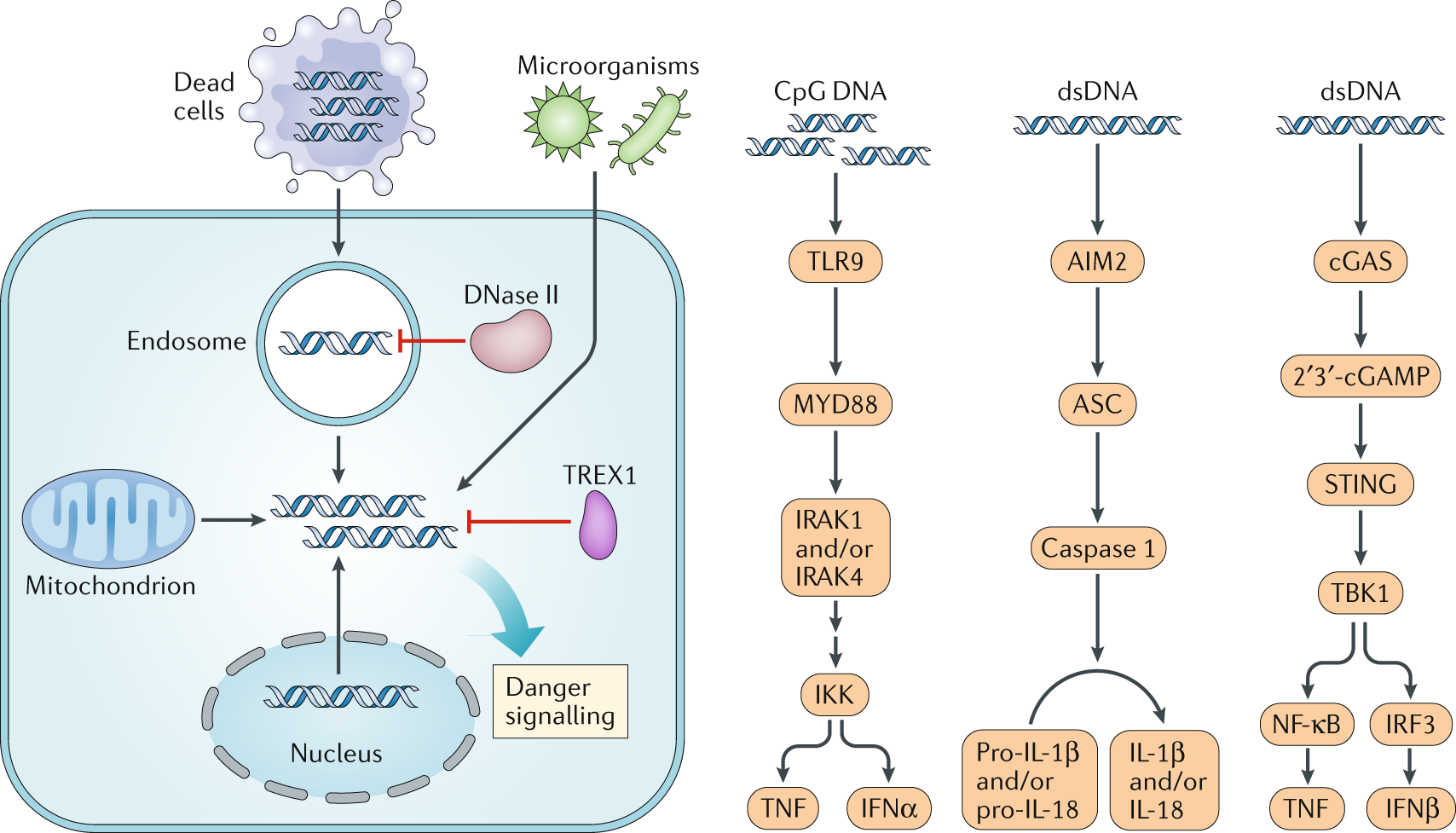 Dna Stimulated Cell Death Implications For Host Defence - 