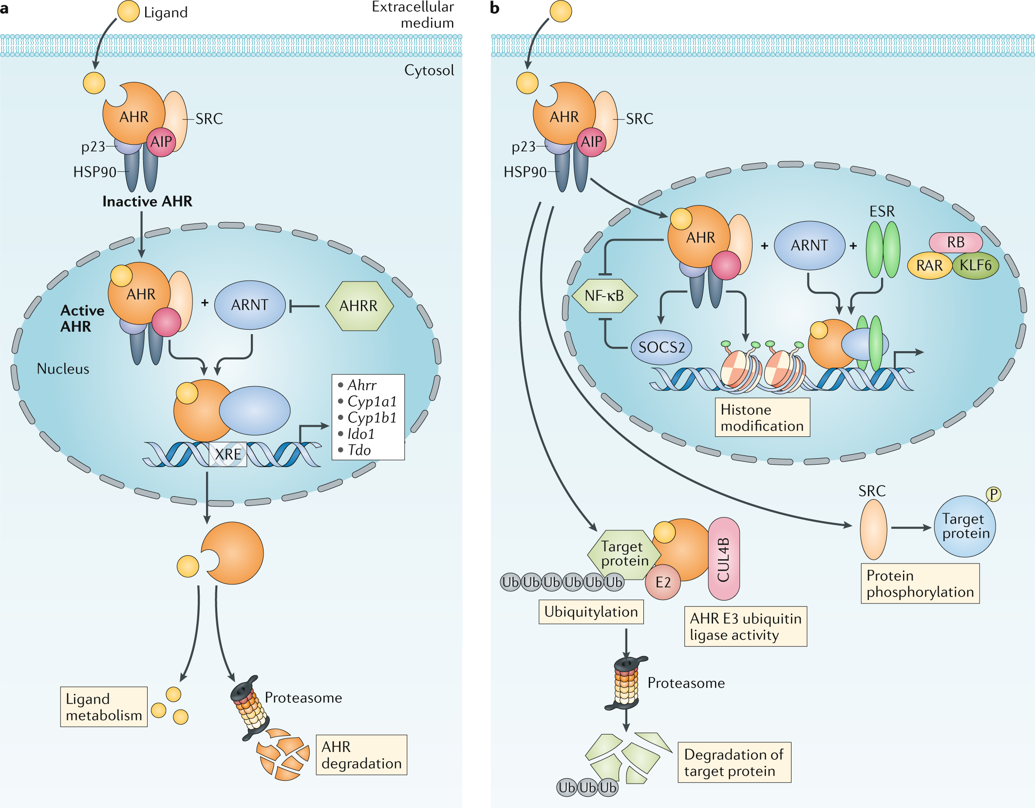 Picture of Aryl hydrocarbon receptor