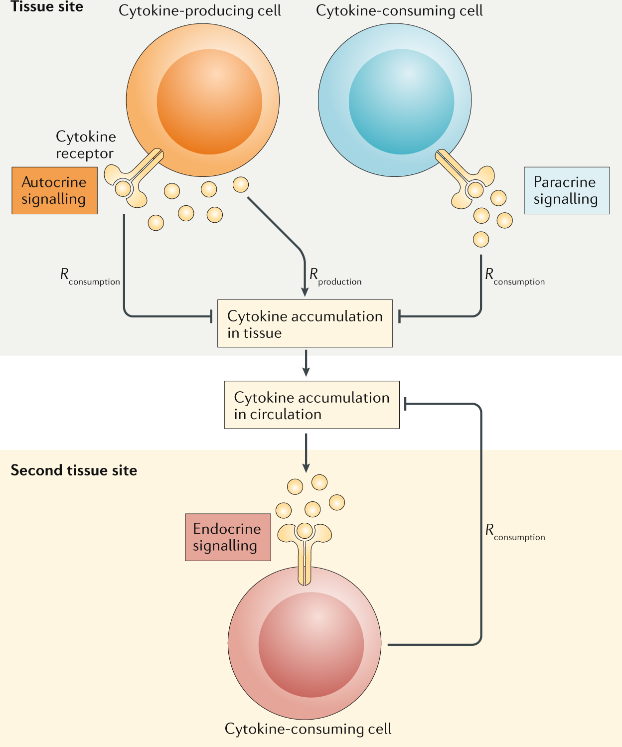 Cytokine Mediated Communication A Quantitative Appraisal Of - 