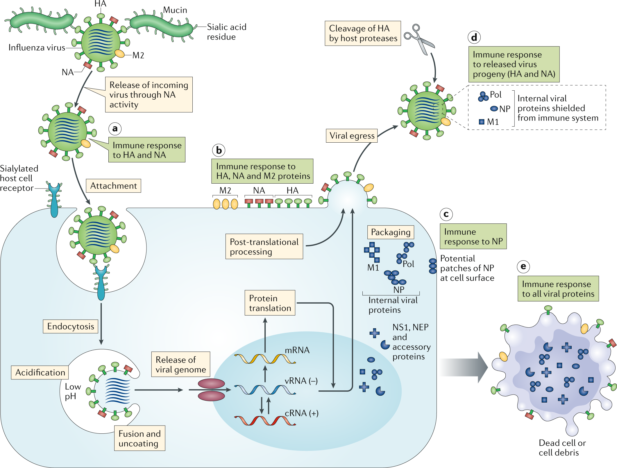 Kinito pet вирус. Вирус influenza. Virus immune response. Вирус -процессинг схема. Immunity influenza virus.