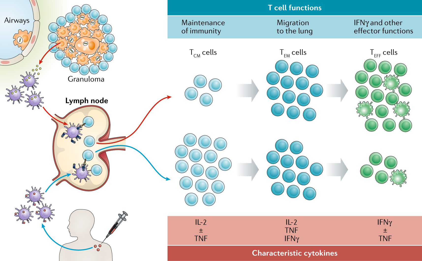 Moving tuberculosis vaccines from theory to practice | Nature Reviews  Immunology