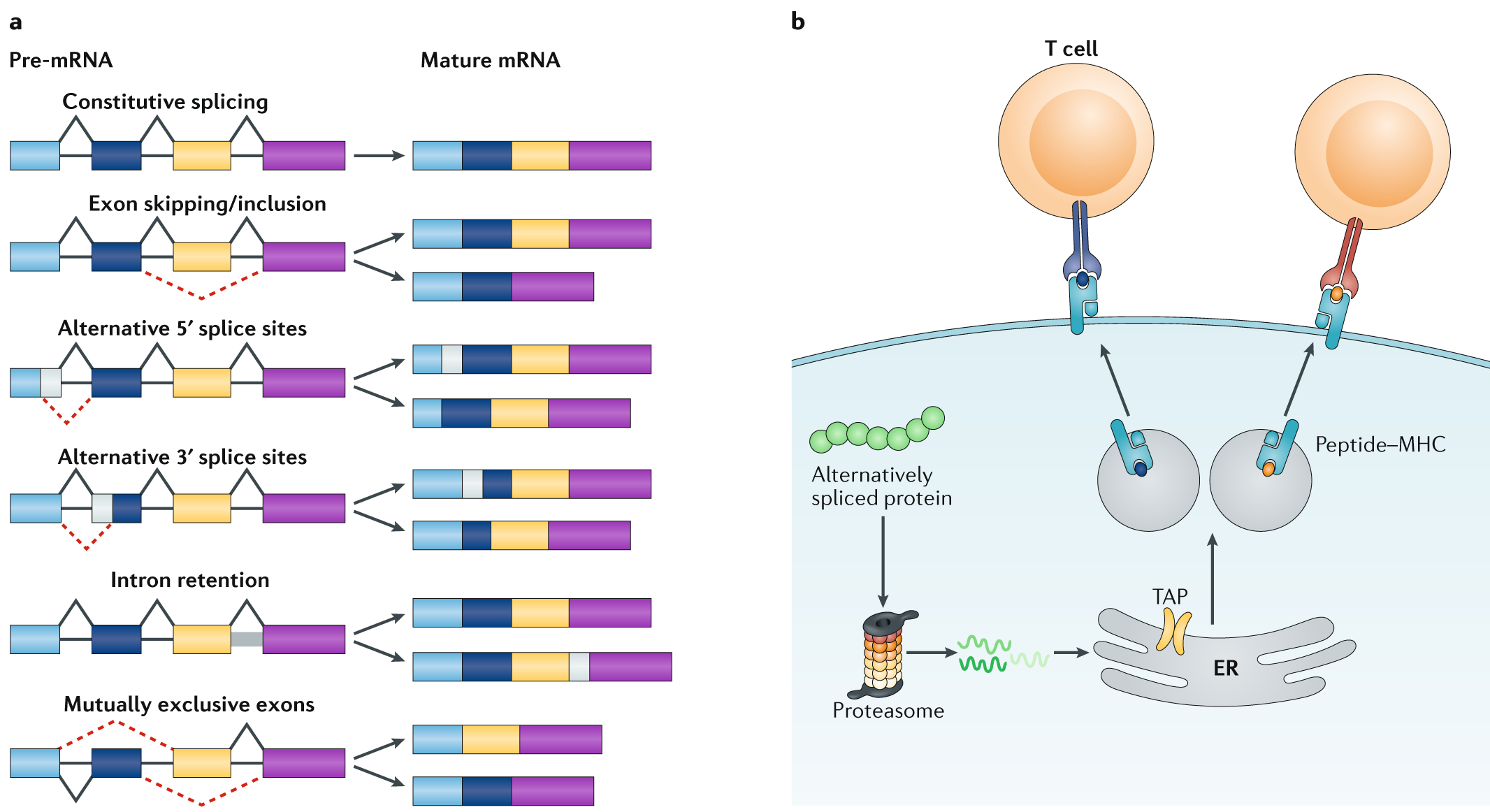 The role played by alternative splicing in antigenic variability