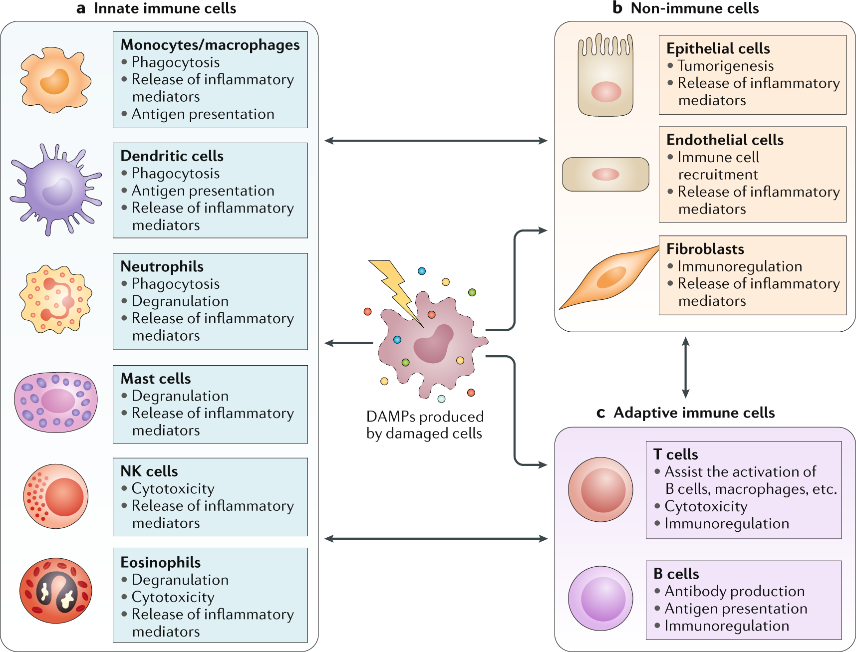 Nature Reviews Immunology - Host-derived molecules, the so-called damage-as...