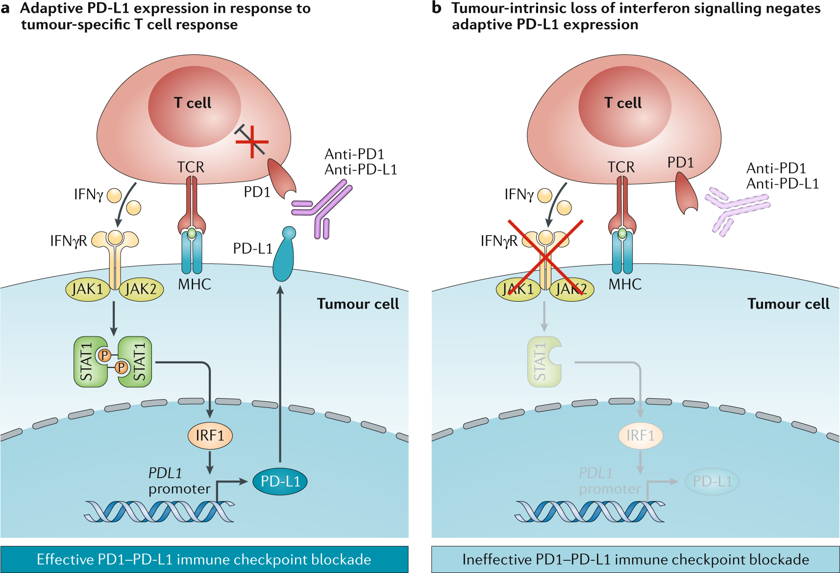 Tumour-intrinsic resistance to immune checkpoint | Nature Reviews