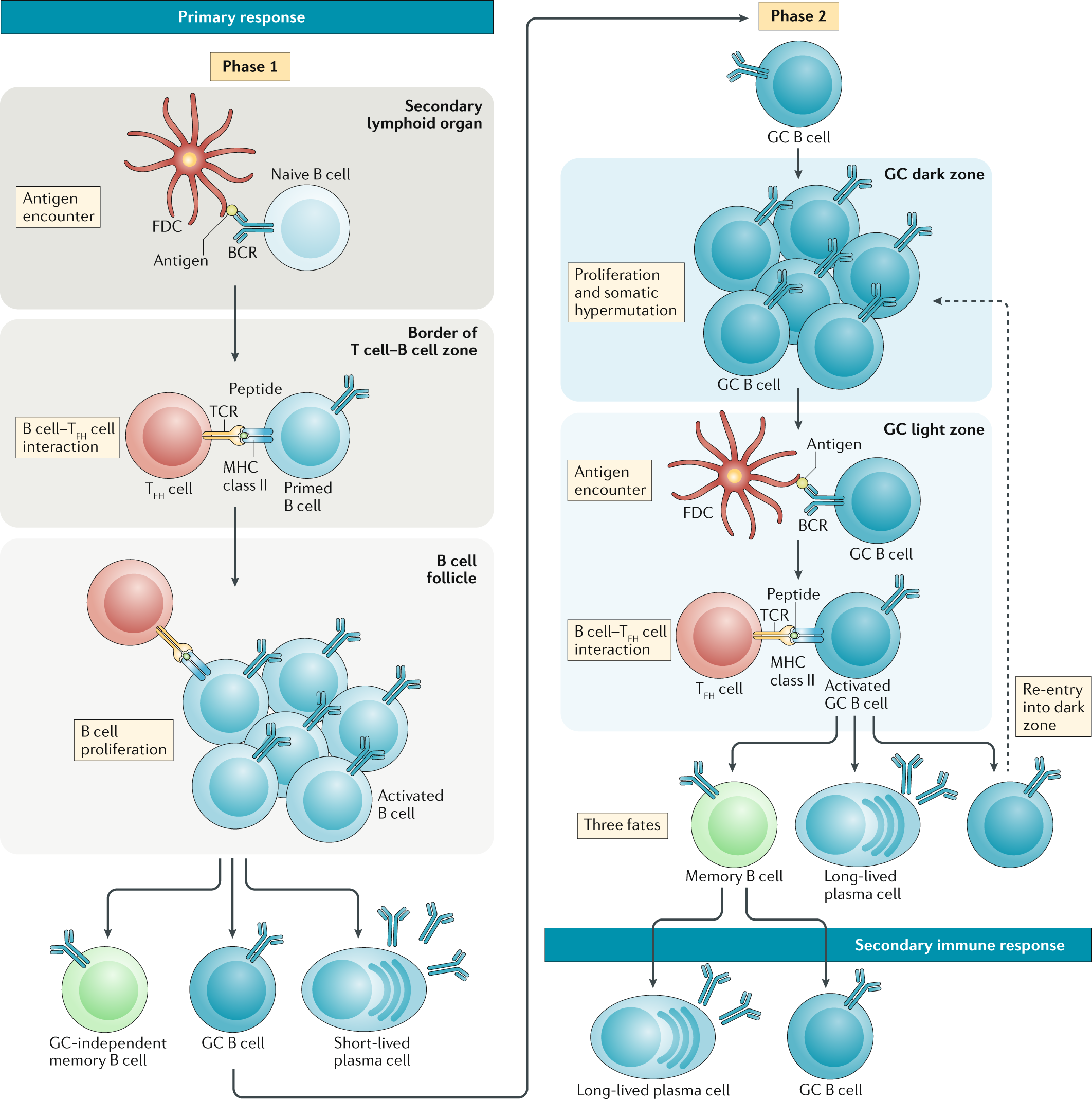 B cell memory: building two walls of protection against pathogens | Nature  Reviews Immunology