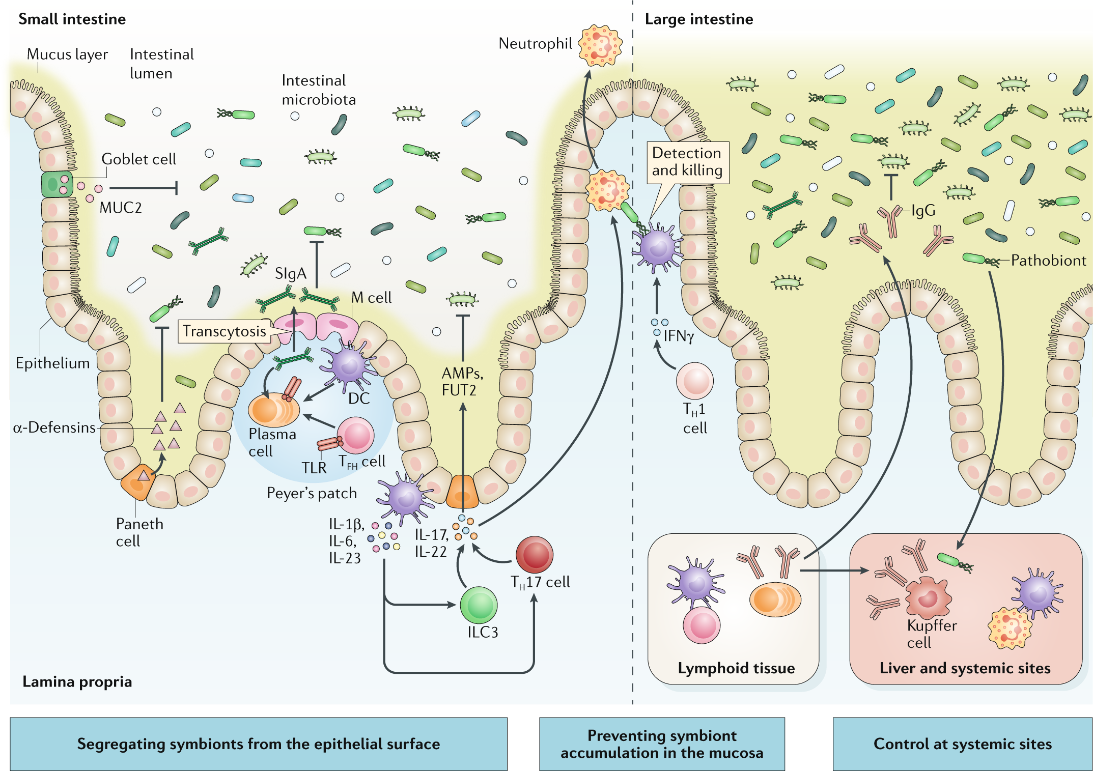 The systemic anti-microbiota IgG repertoire can identify gut