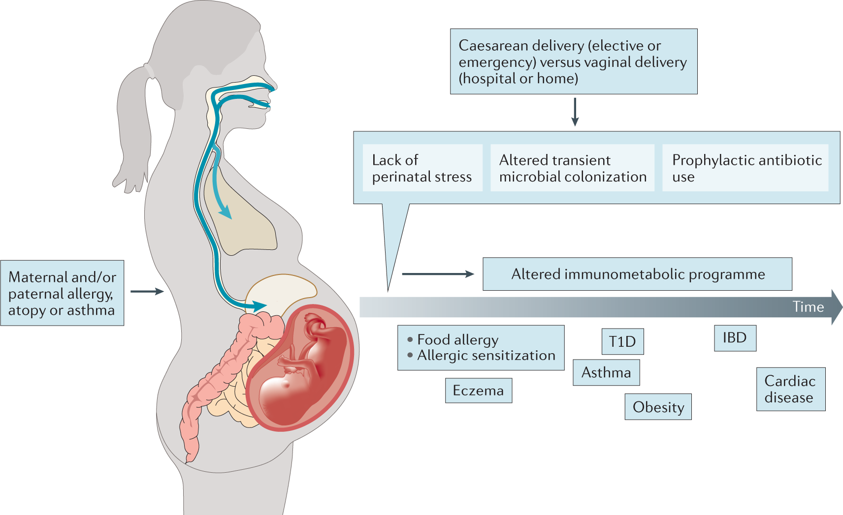 Early Life Microbial Exposures And Allergy Risks Opportunities For Prevention Nature Reviews Immunology
