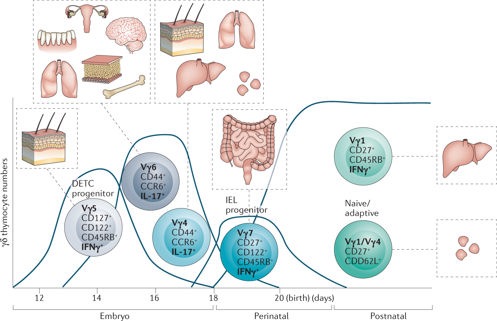 γδ T cells in tissue physiology and surveillance | Nature Reviews Immunology