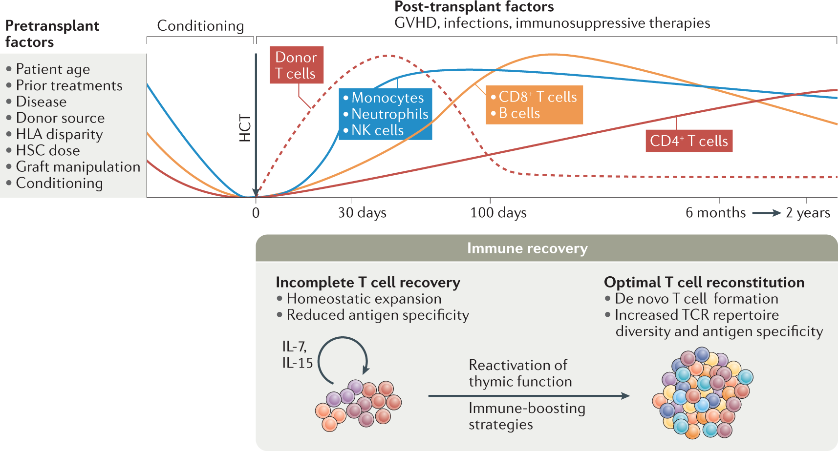 T cell regeneration after immunological injury | Nature Reviews Immunology