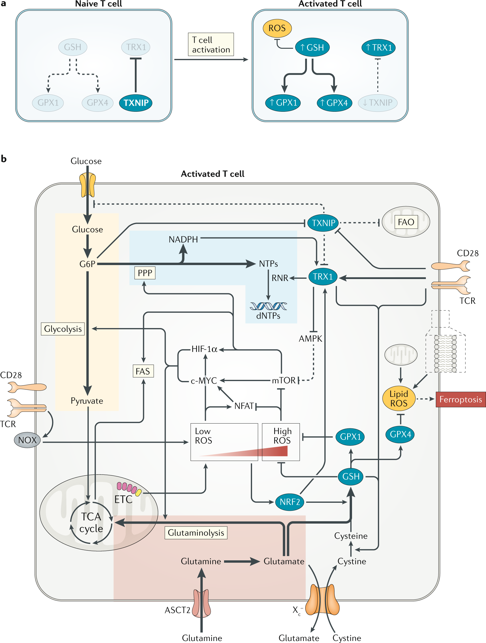 Redox Regulation Of Immunometabolism Nature Reviews Immunology